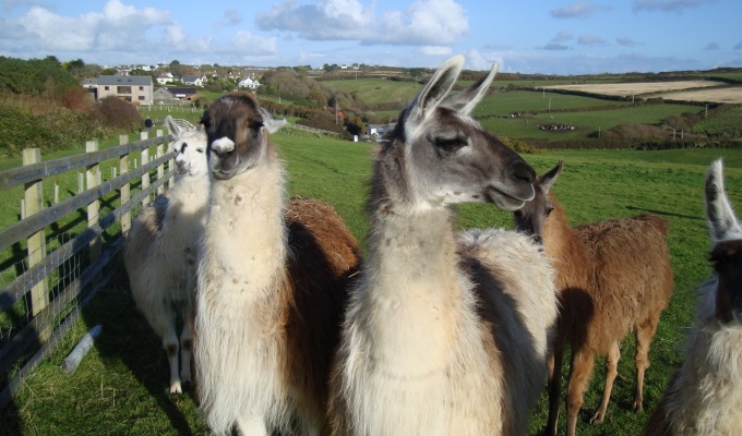 The llama family