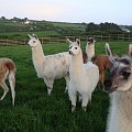 The llama family